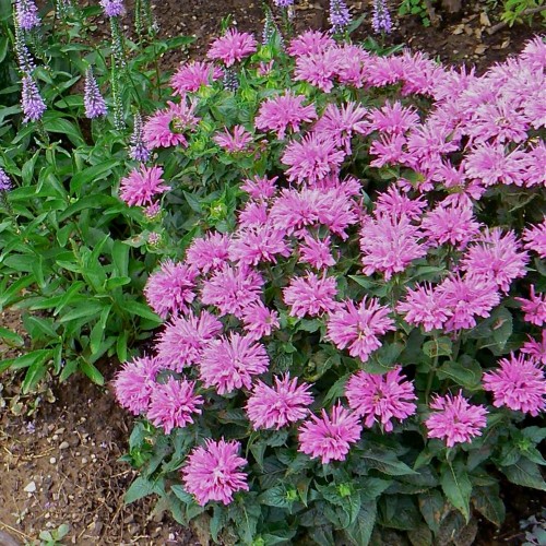 Monarda 'Petite Delight' - Monarda 'Petite Delight' P9/0,55L